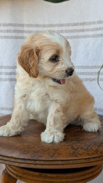 CAVAPOO (MAY 23) FEMALES