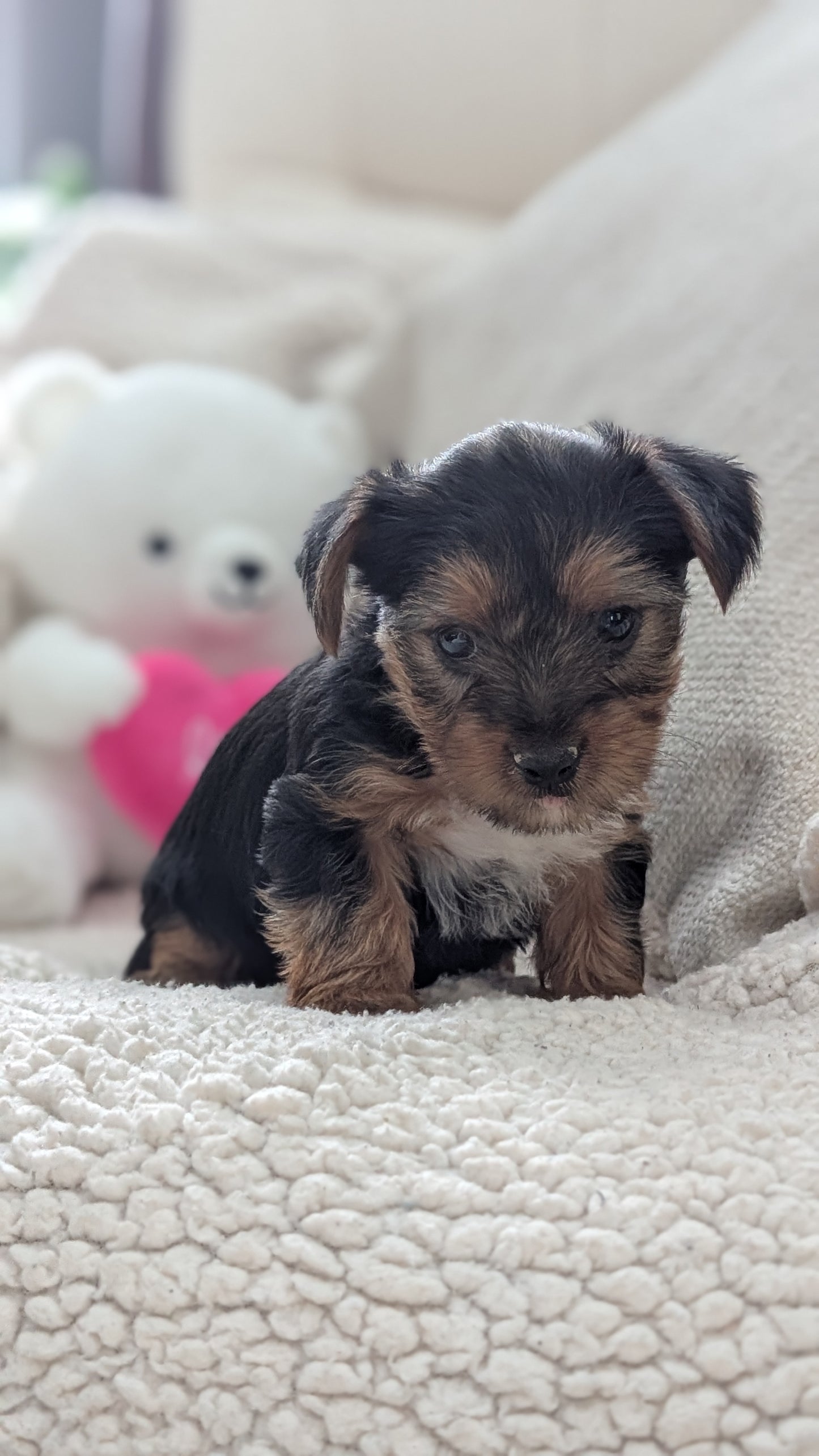 YORKSHIRE TERRIER (DEC 24) FEMALES