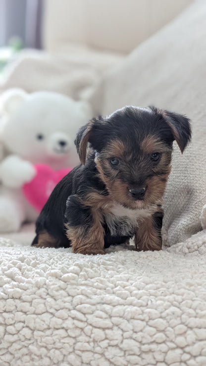 YORKSHIRE TERRIER (DEC 24) FEMALES