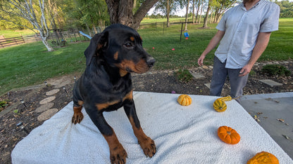 ROTTWEILER (05/28) FEMALE