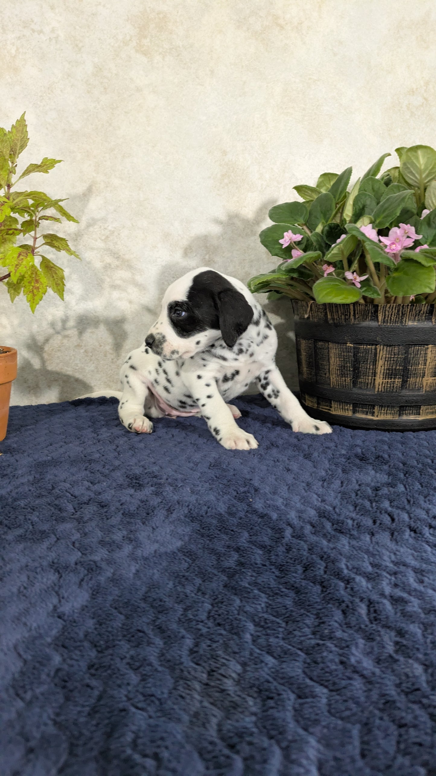 DALMATIAN (02/14) FEMALE