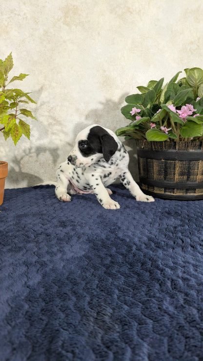 DALMATIAN (02/14) FEMALE