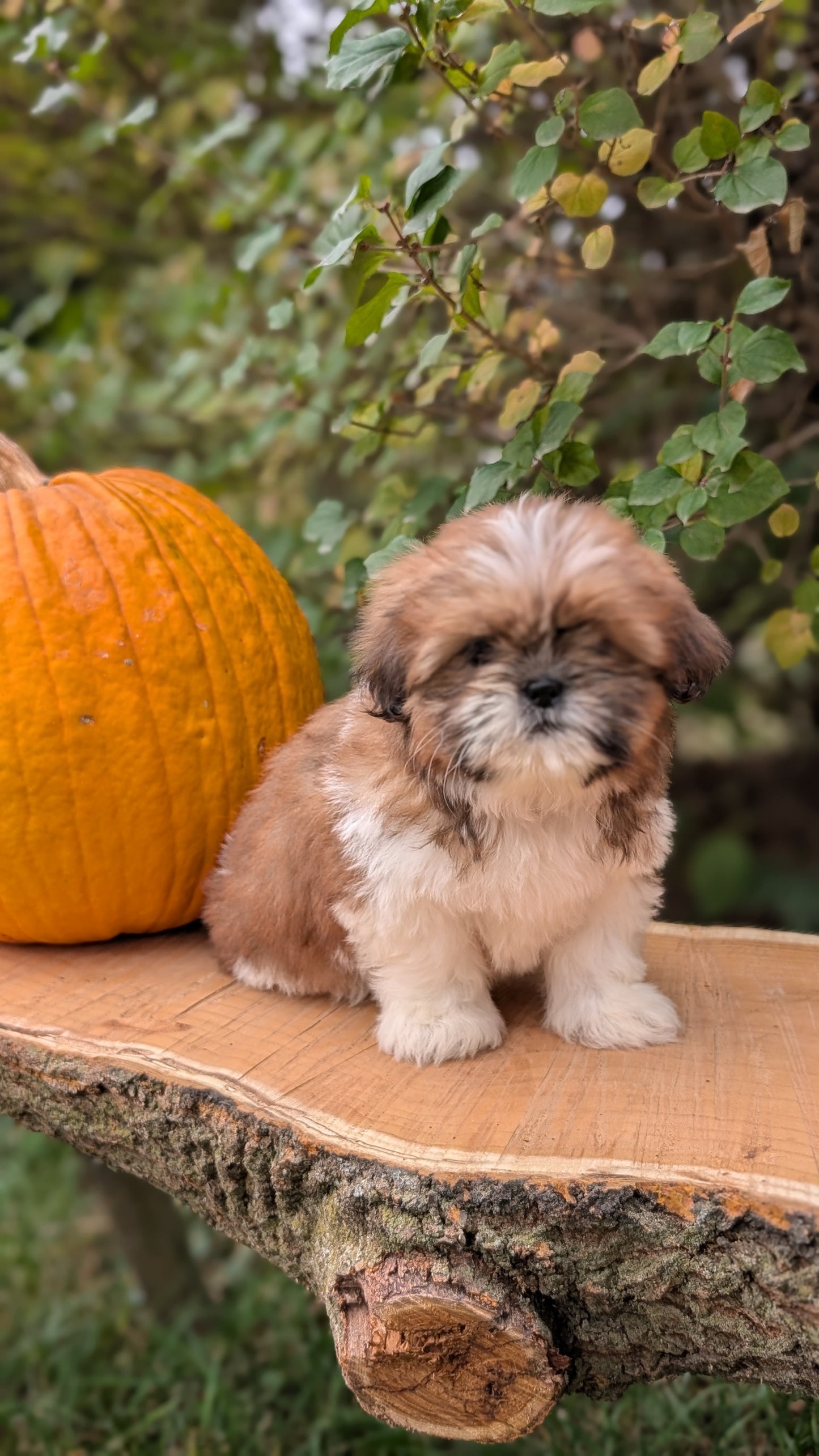 SHIH TZU (08/19) FEMALE