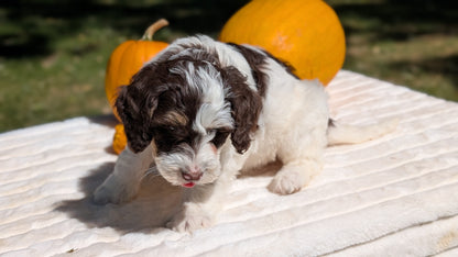 MINI BERNEDOODLE (07/25) MALE
