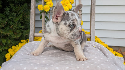 FRENCH BULLDOG (07/29) MALE
