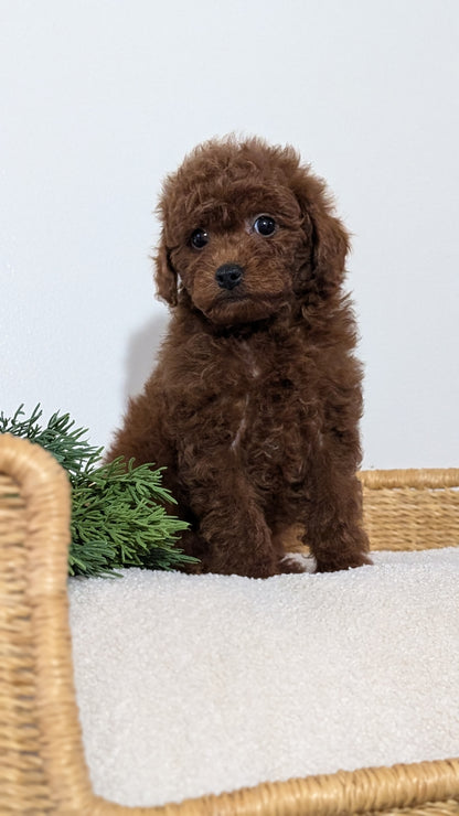 MINI POODLE (NOV 14) MALES