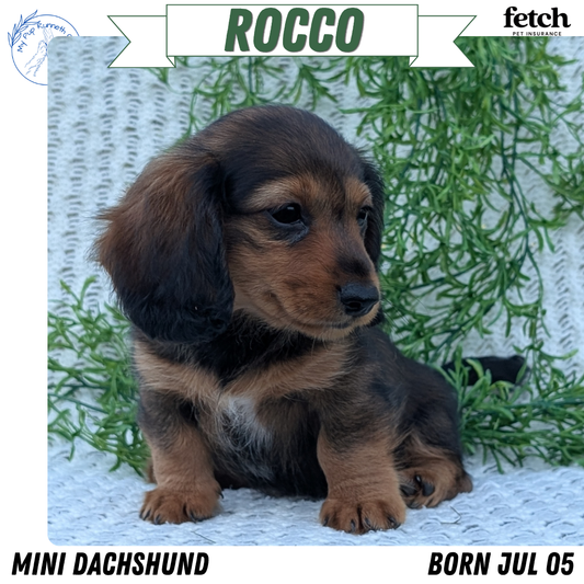 MINI DACHSHUNDS (JUL 05) 2 MALES/2 FEMALES