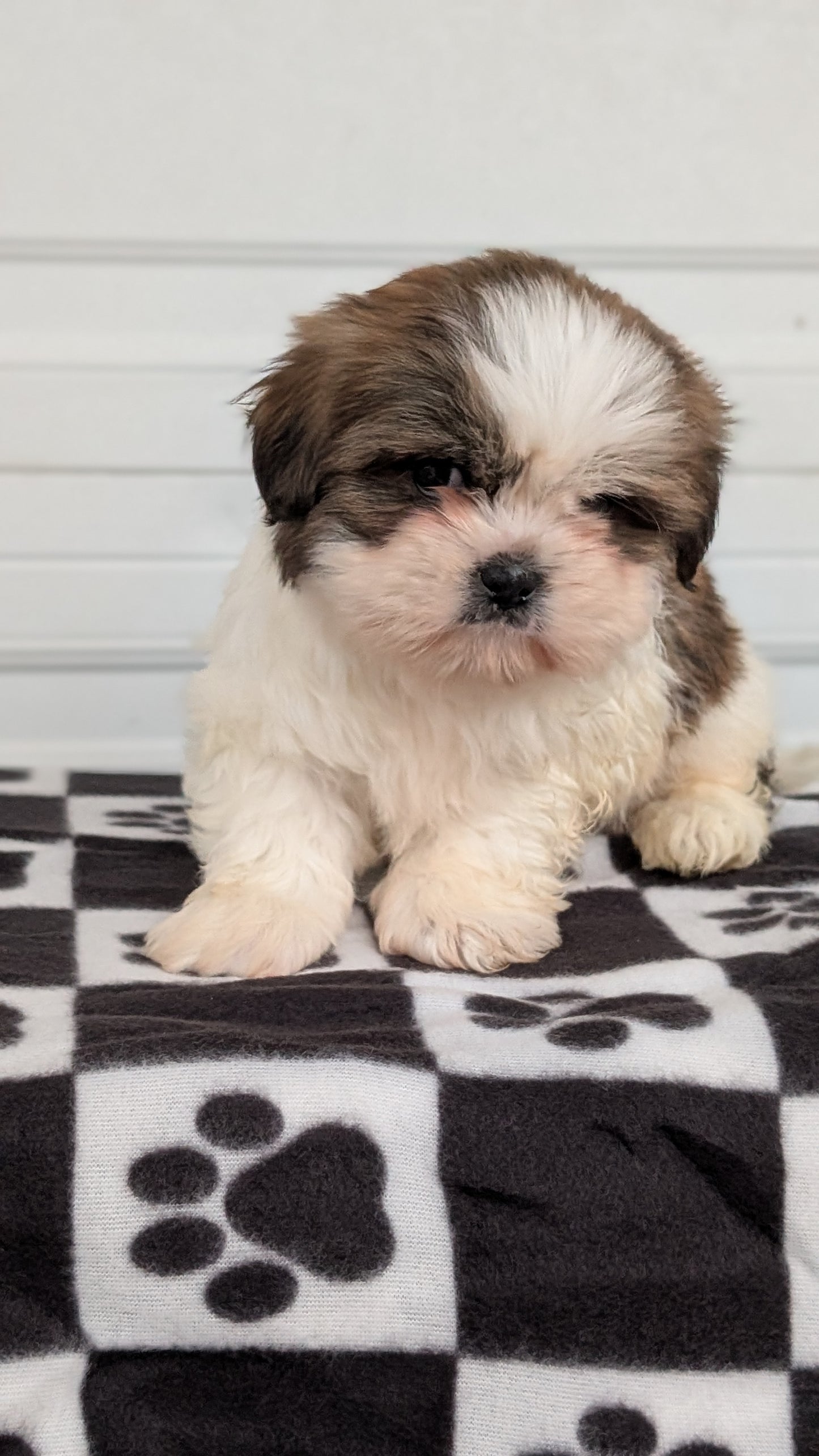 SHIH TZU (NOV 15) FEMALES