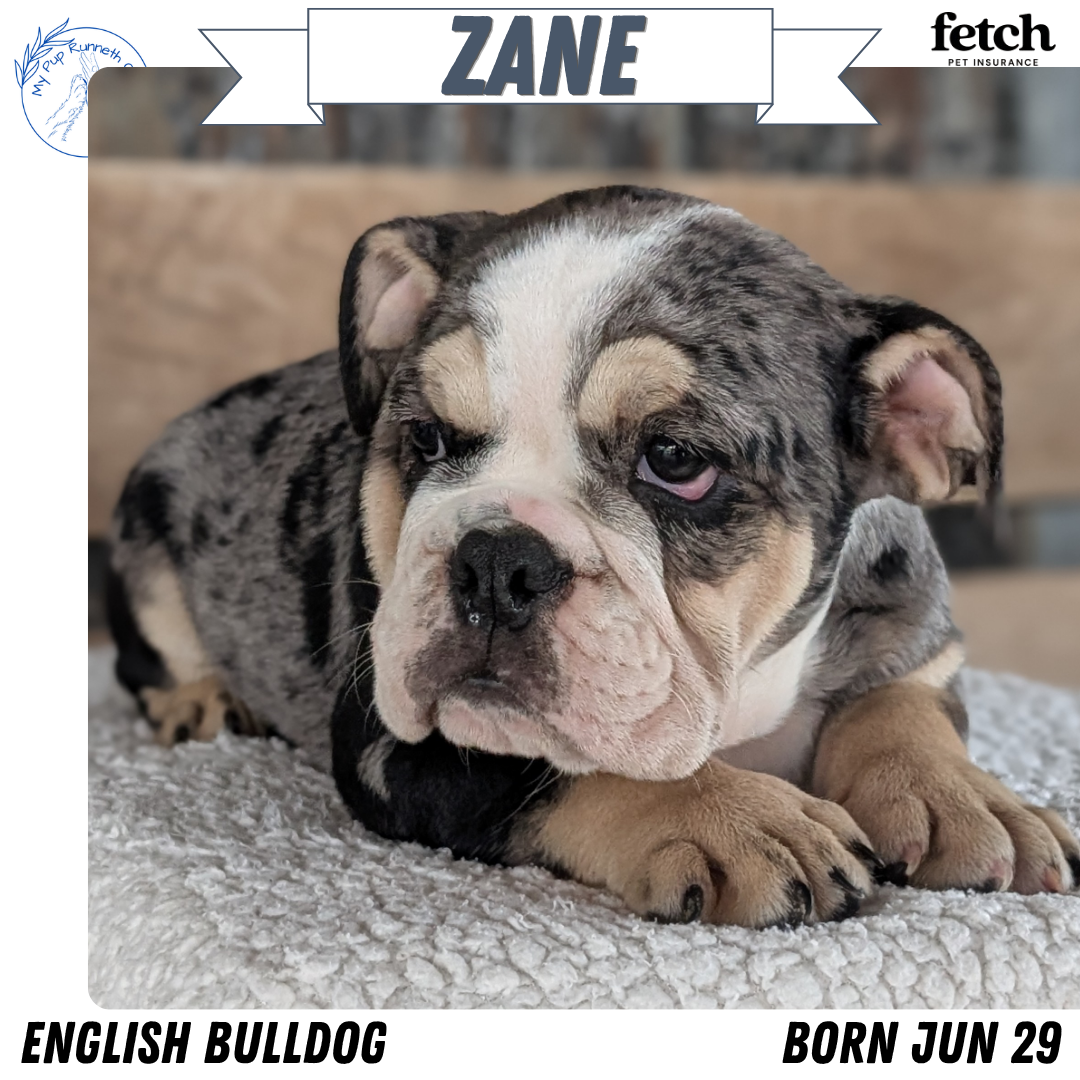 ENGLISH BULLDOG (JUN 29) 1 FEMALE/1 MALE