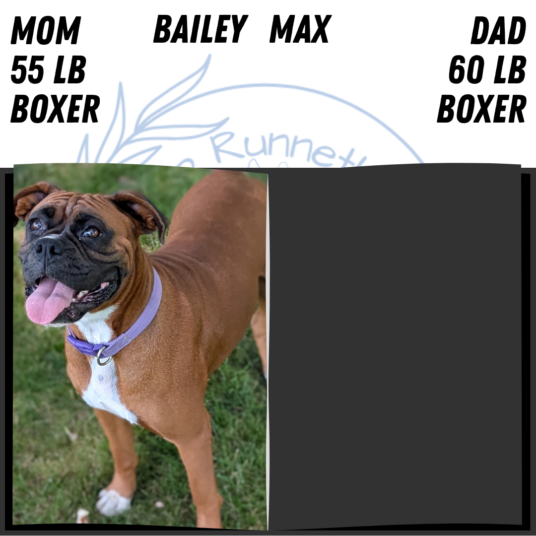 BOXER (JUN 11) MALES