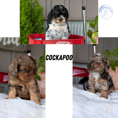 COCKAPOO (MAY 10) MALES