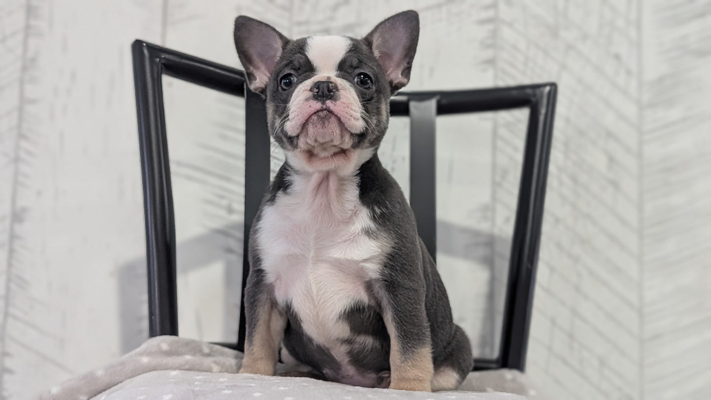 FRENCH BULLDOG (NOV 18) FEMALE