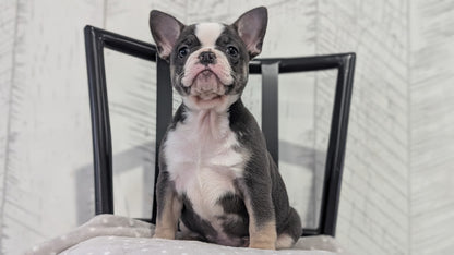 FRENCH BULLDOG (NOV 18) FEMALE