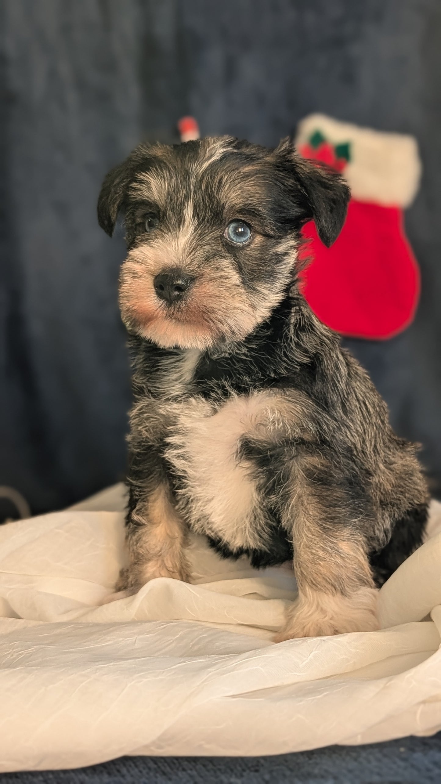 MINI SCHNAUZER (OCT 27) FEMALE