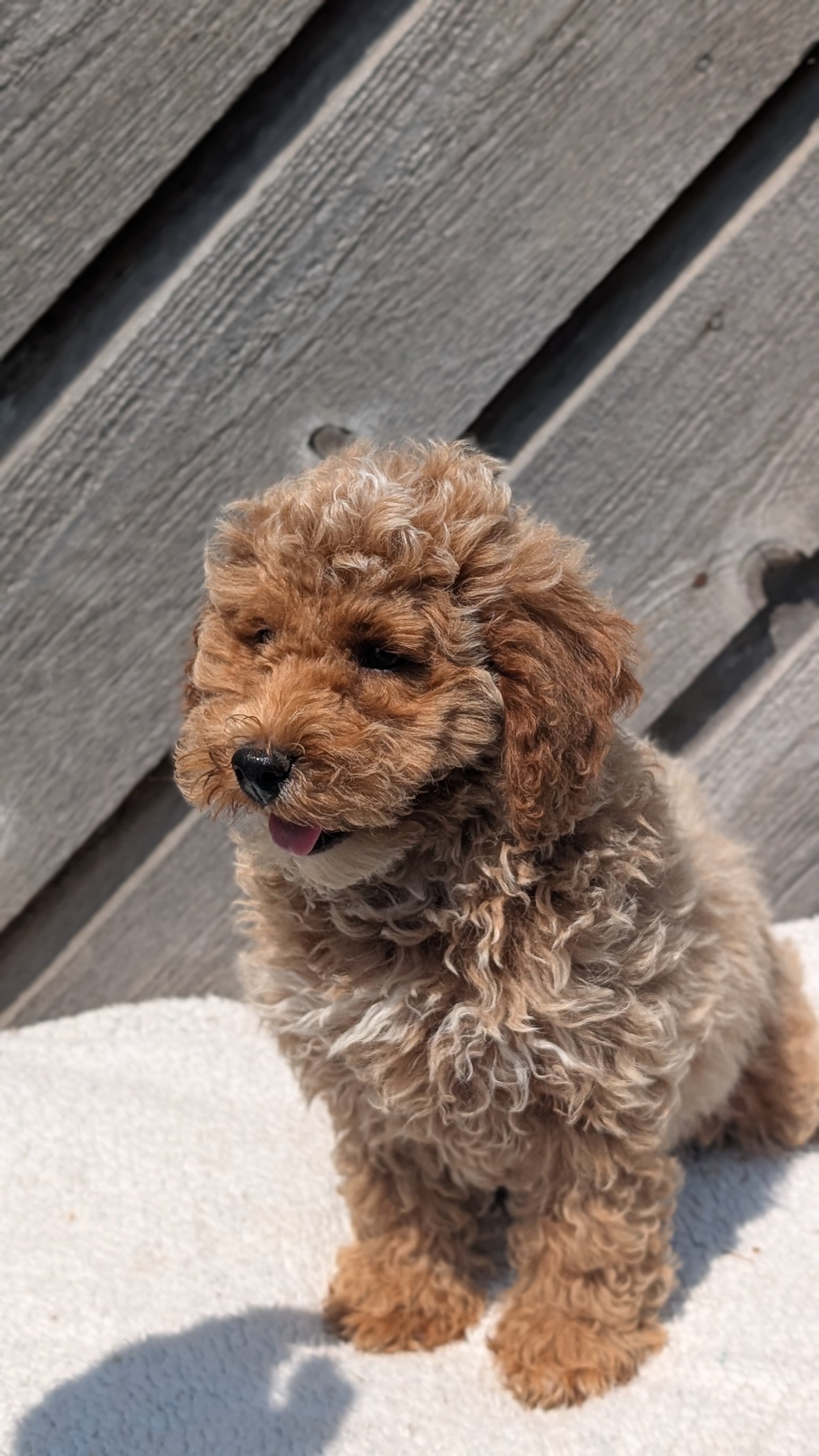 MINI POODLE (MAY 12) MALES