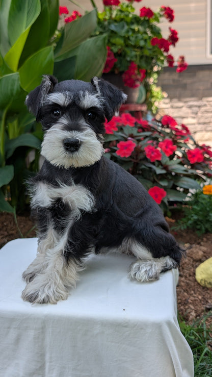 MINI SCHNAUZER (05/29) FEMALE