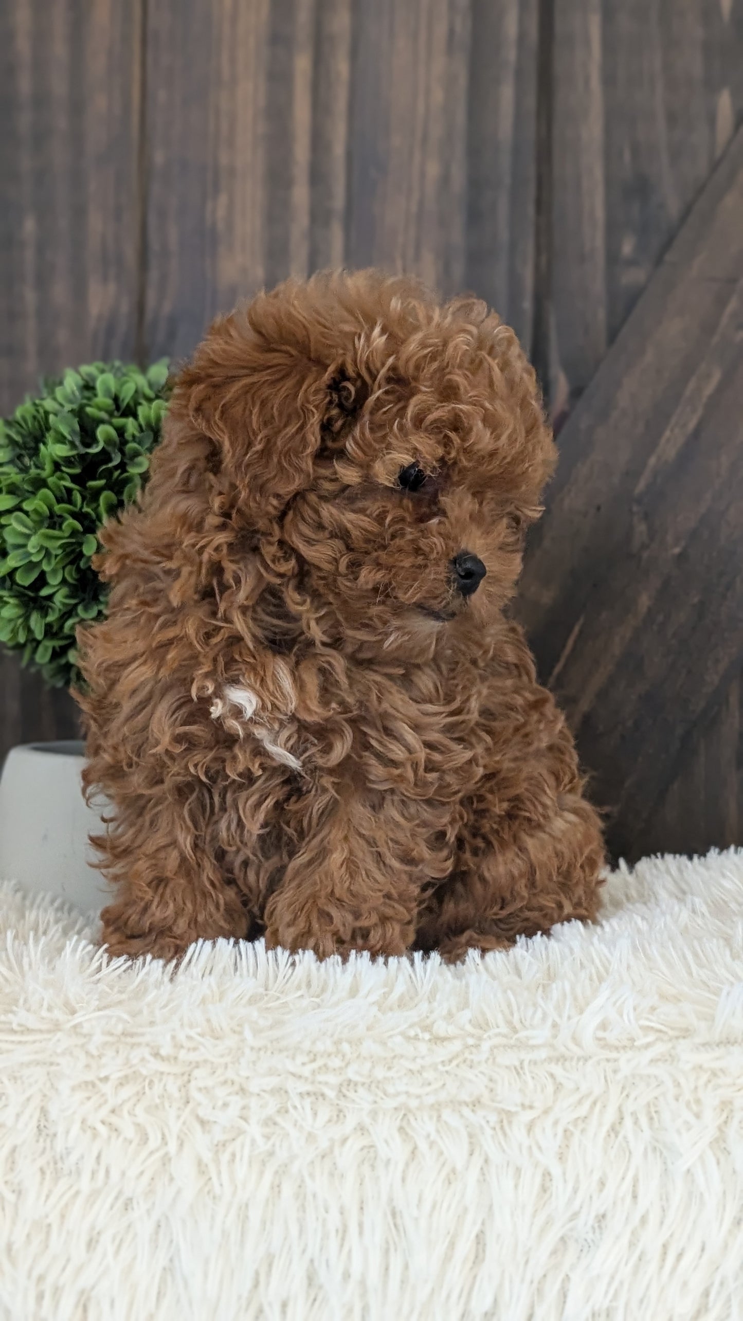 TOY POODLE (DEC 25) FEMALE
