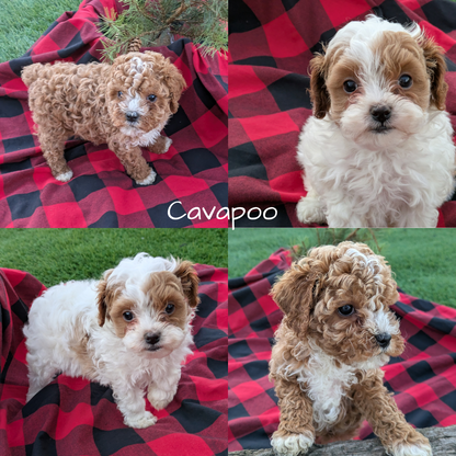 CAVAPOO (10/03) FEMALE