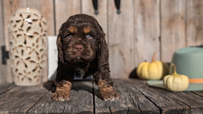 COCKER SPANIEL (09/21) MALE