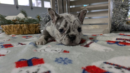 FRENCH BULLDOG (11/07) FEMALE