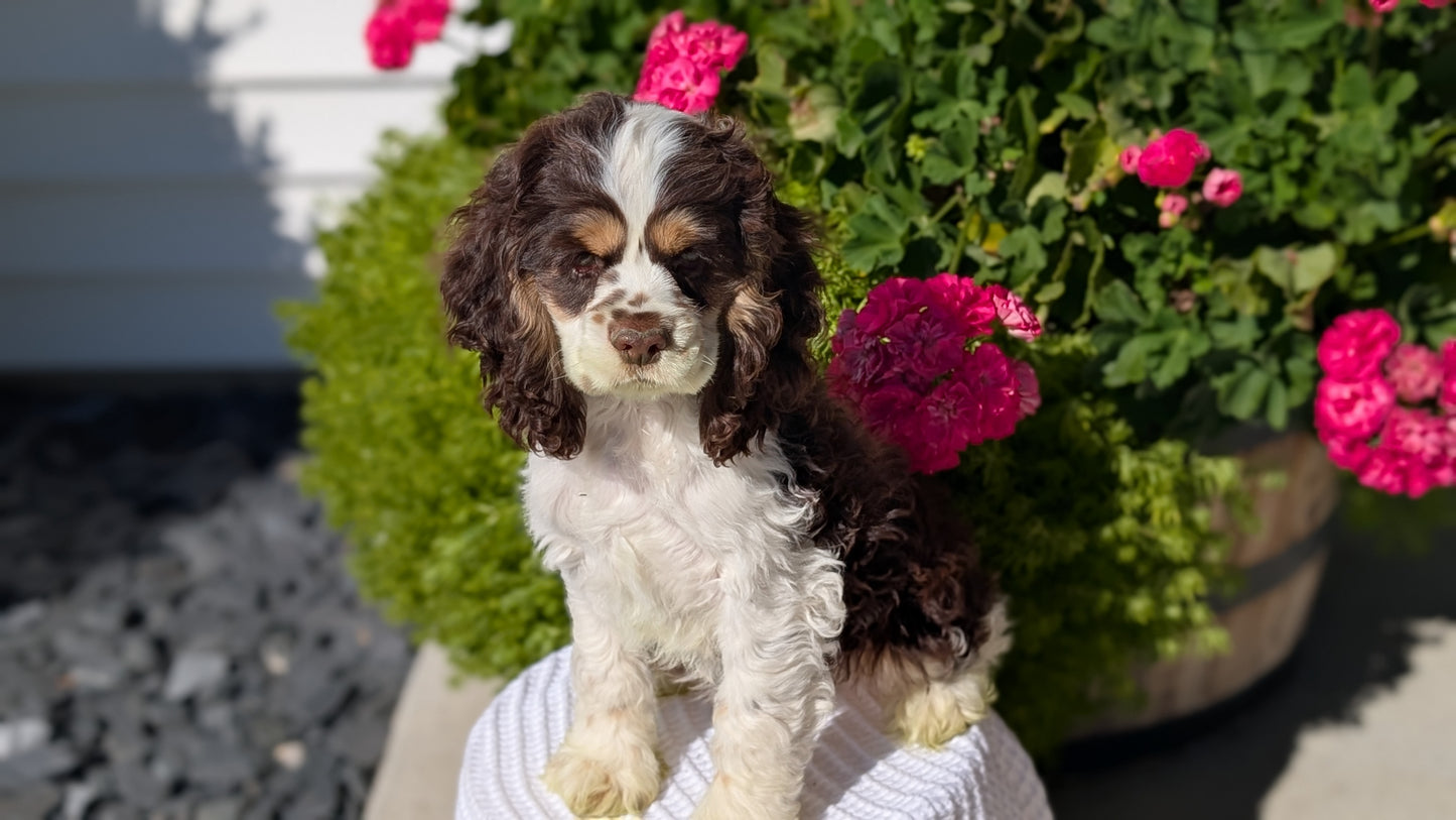 COCKER SPANIEL (07/17) MALE