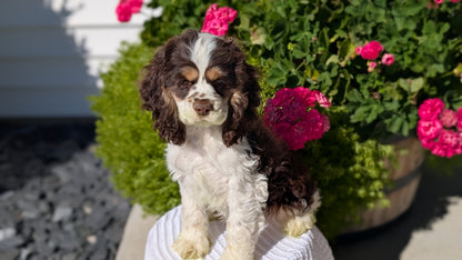 COCKER SPANIEL (07/17) MALE