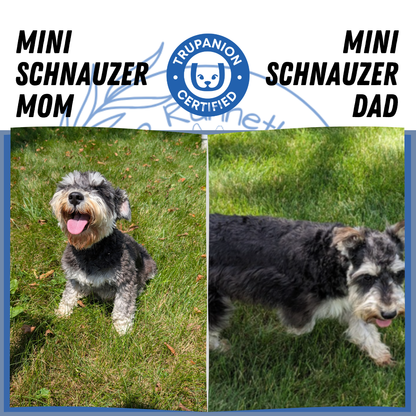 MINI SCHNAUZER (05/29) MALE