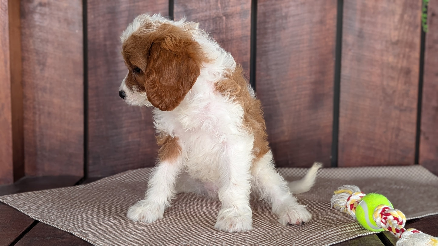 CAVAPOO (MAY 18) FEMALES