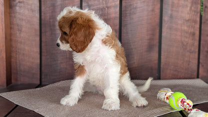 CAVAPOO (MAY 18) FEMALES