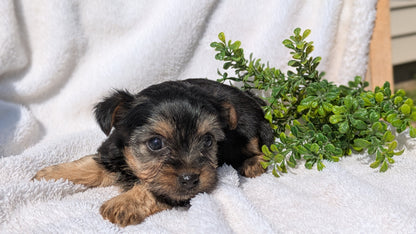 YORKSHIRE TERRIER (02/28) FEMALE