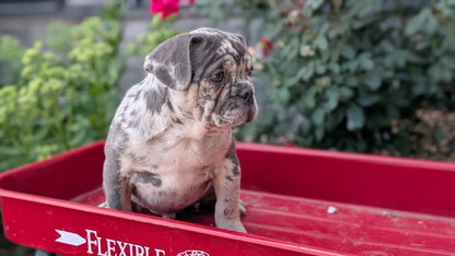 FRENCH BULLDOG (MAY 27) MALES