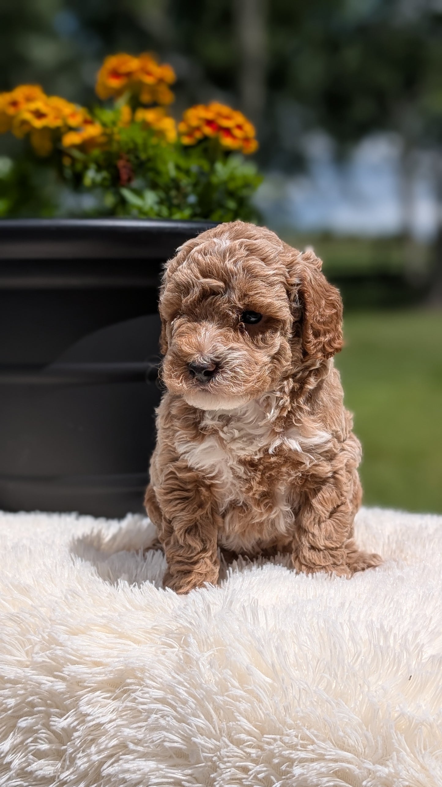 MINI POODLE (MAY 12) FEMALES