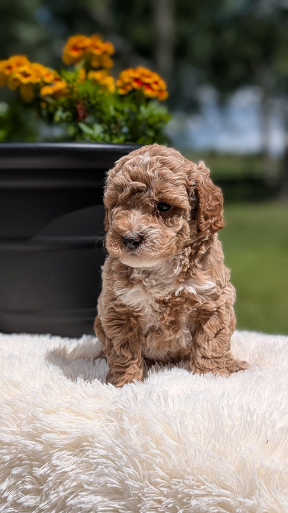 MINI POODLE (MAY 12) FEMALES