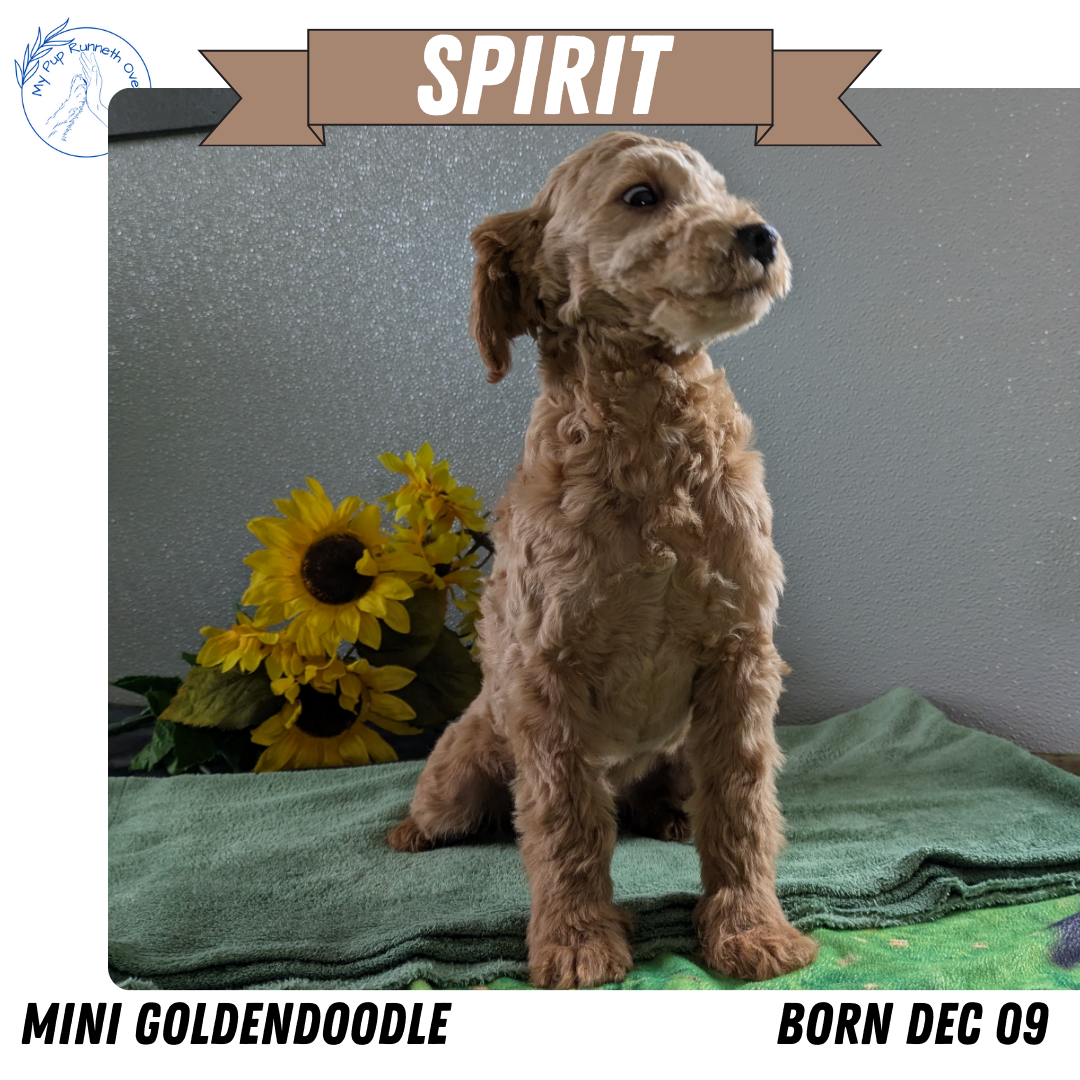 MINI GOLDENDOODLE (12/09) MALE