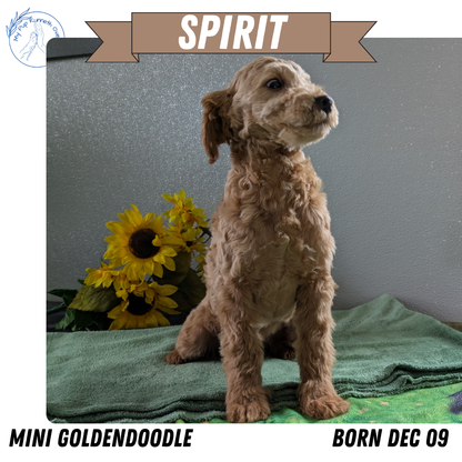 MINI GOLDENDOODLE (12/09) MALE