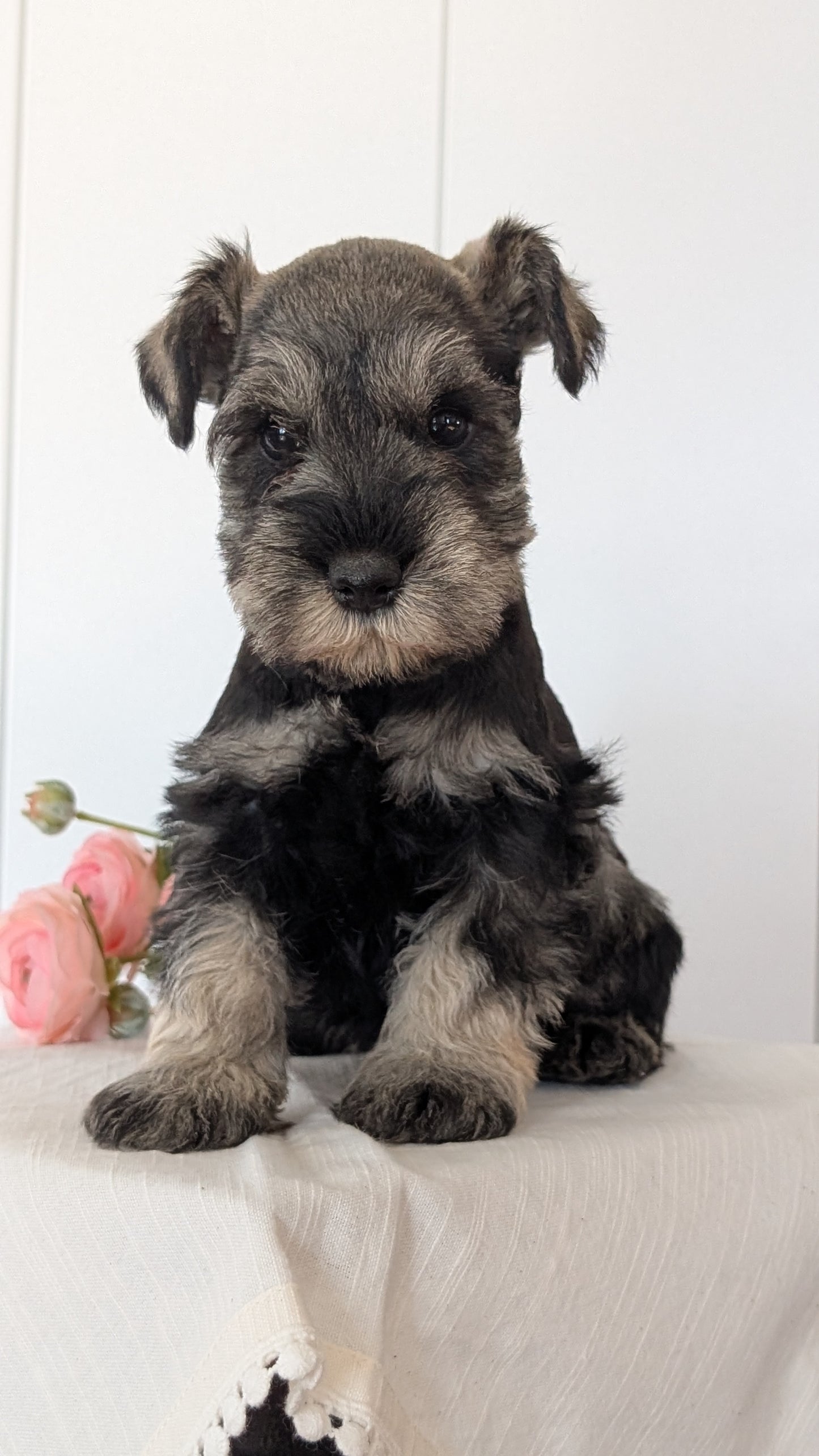 MINI SCHNAUZER (JAN 14) MALES