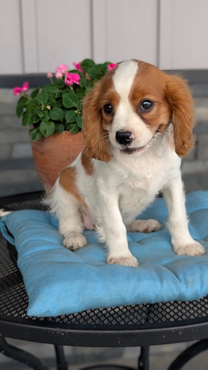 CAVALIER (05/06) MALE
