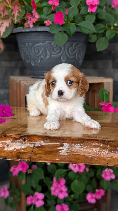 CAVALIER (JUL 18) 3 FEMALES/2 MALES