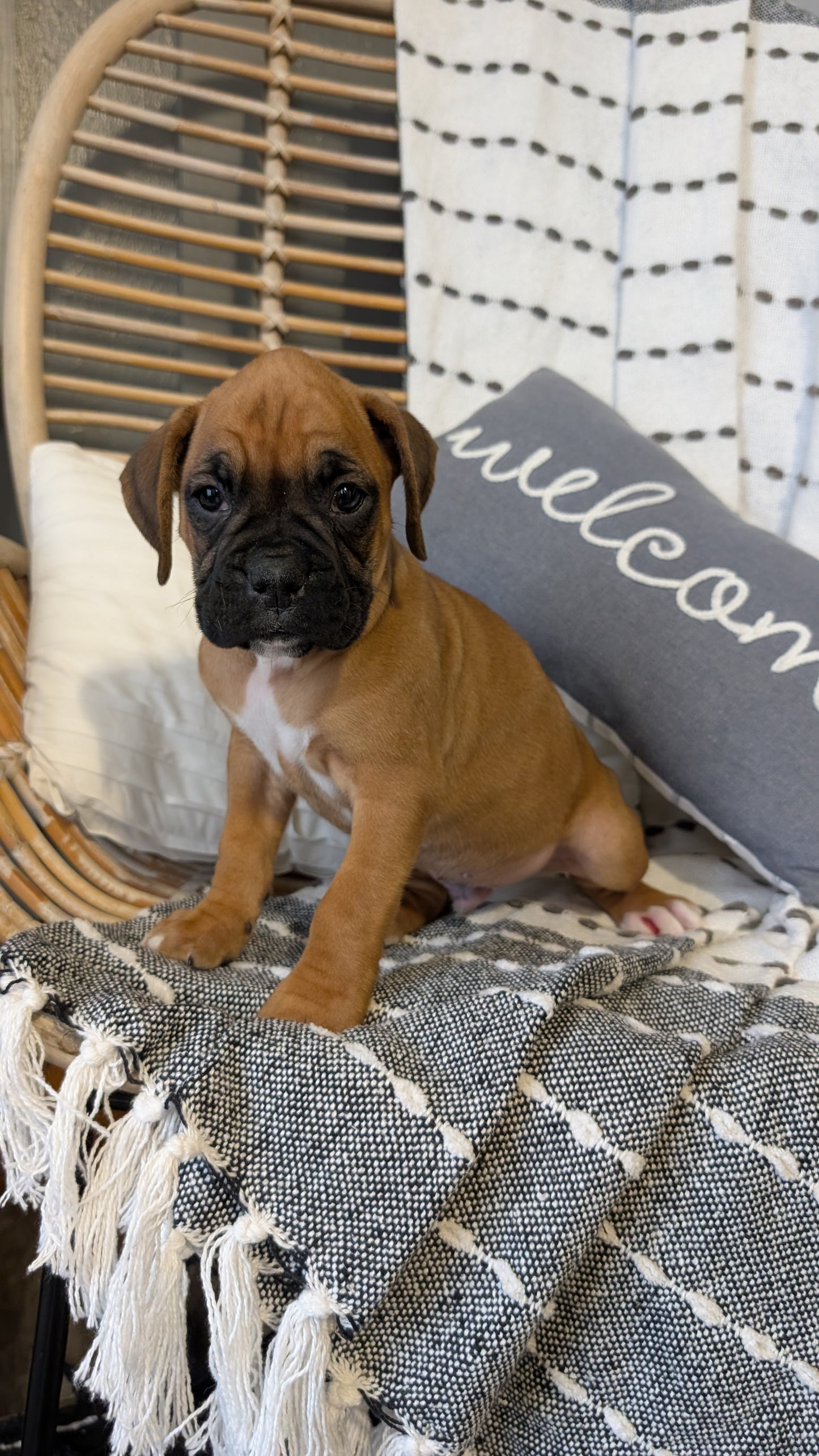 BOXER (OCT 12) MALES