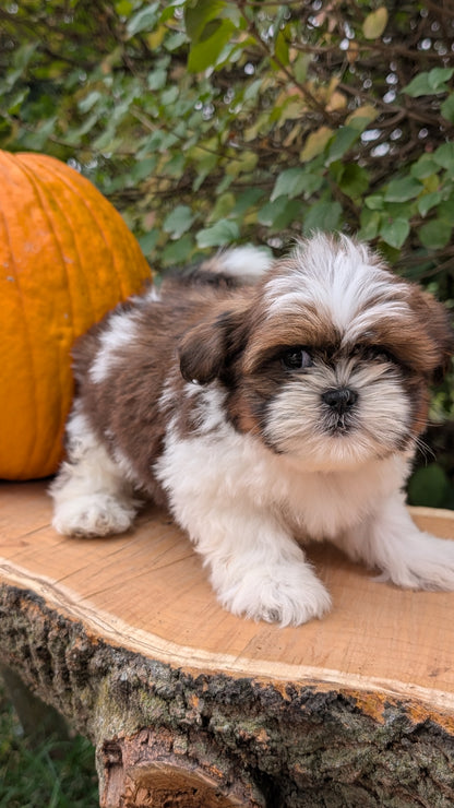 SHIH TZU (08/19) MALE