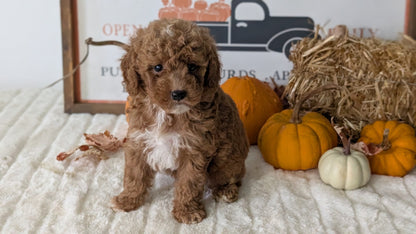 MINI GOLDENDOODLE (AUG 13) 6 MALES/3 FEMALES