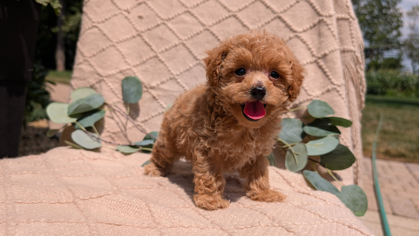 COCKAPOO (05/31) FEMALE