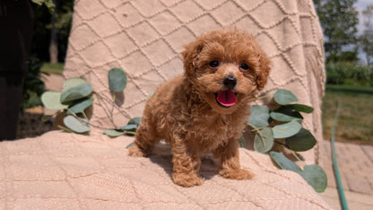 COCKAPOO (05/31) FEMALE