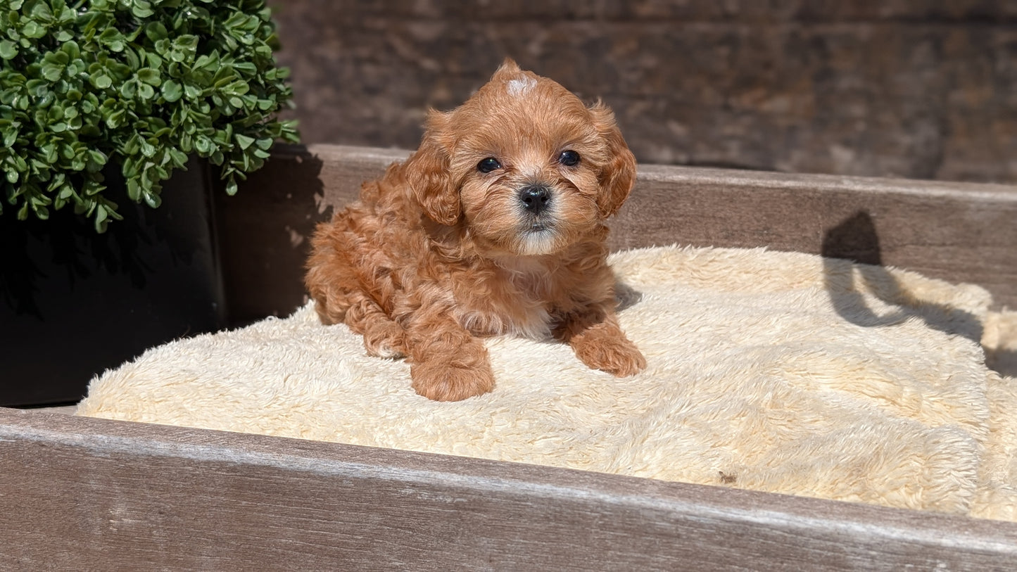 CAVAPOO (MAY 12) FEMALES