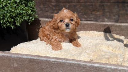 CAVAPOO (MAY 12) FEMALES