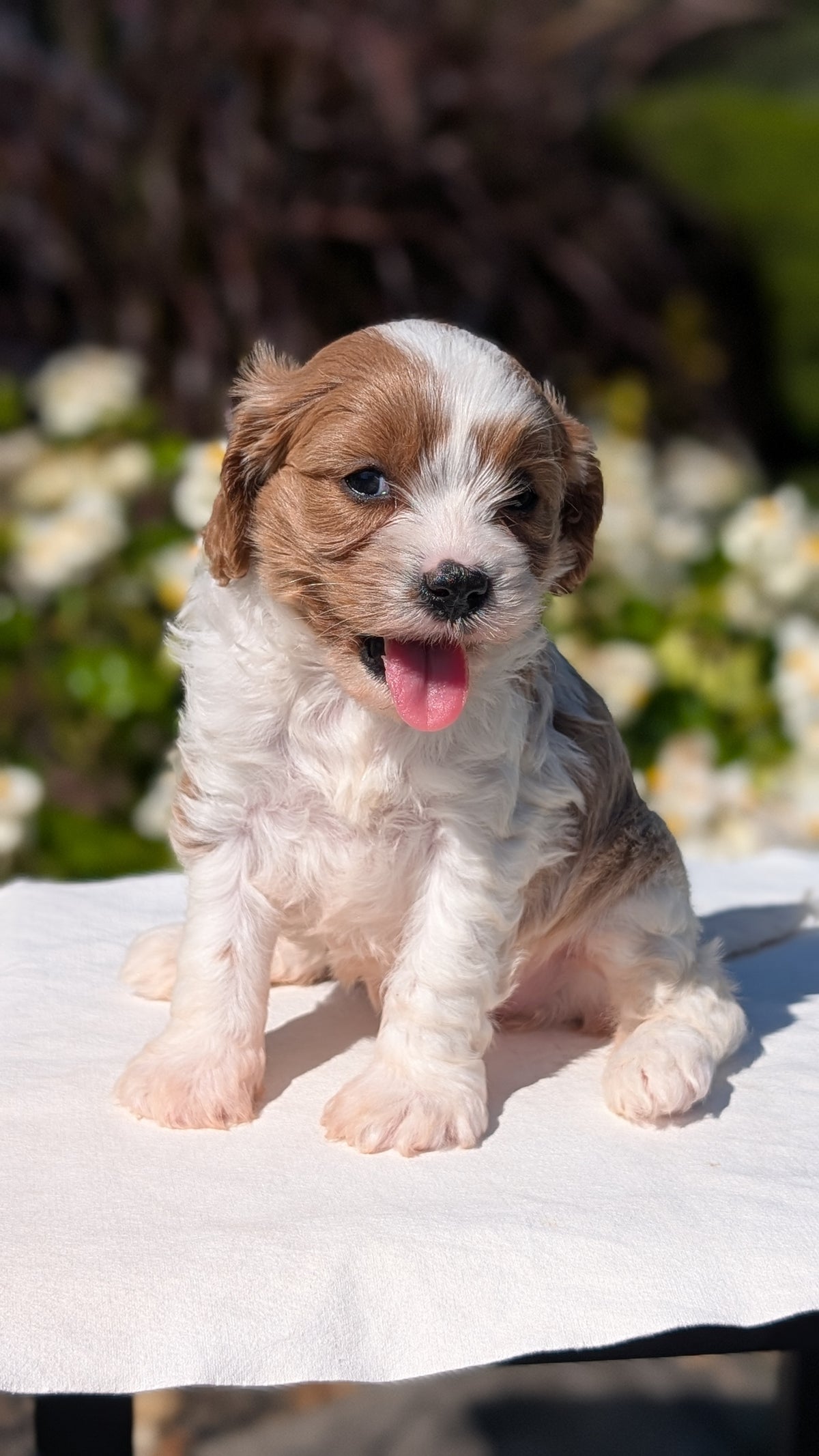 CAVAPOO (AUG 20) 2 MALES/1 FEMALE