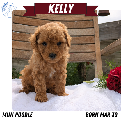 MINI POODLE (03/30) FEMALE