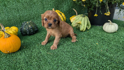 CAVALIER (08/12) FEMALE