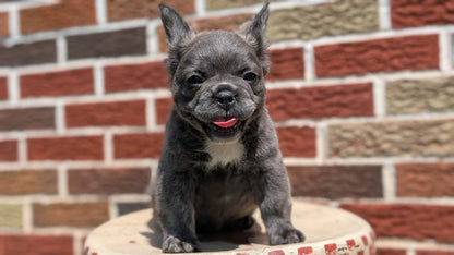 FRENCH BULLDOG (MAR 09) FEMALES