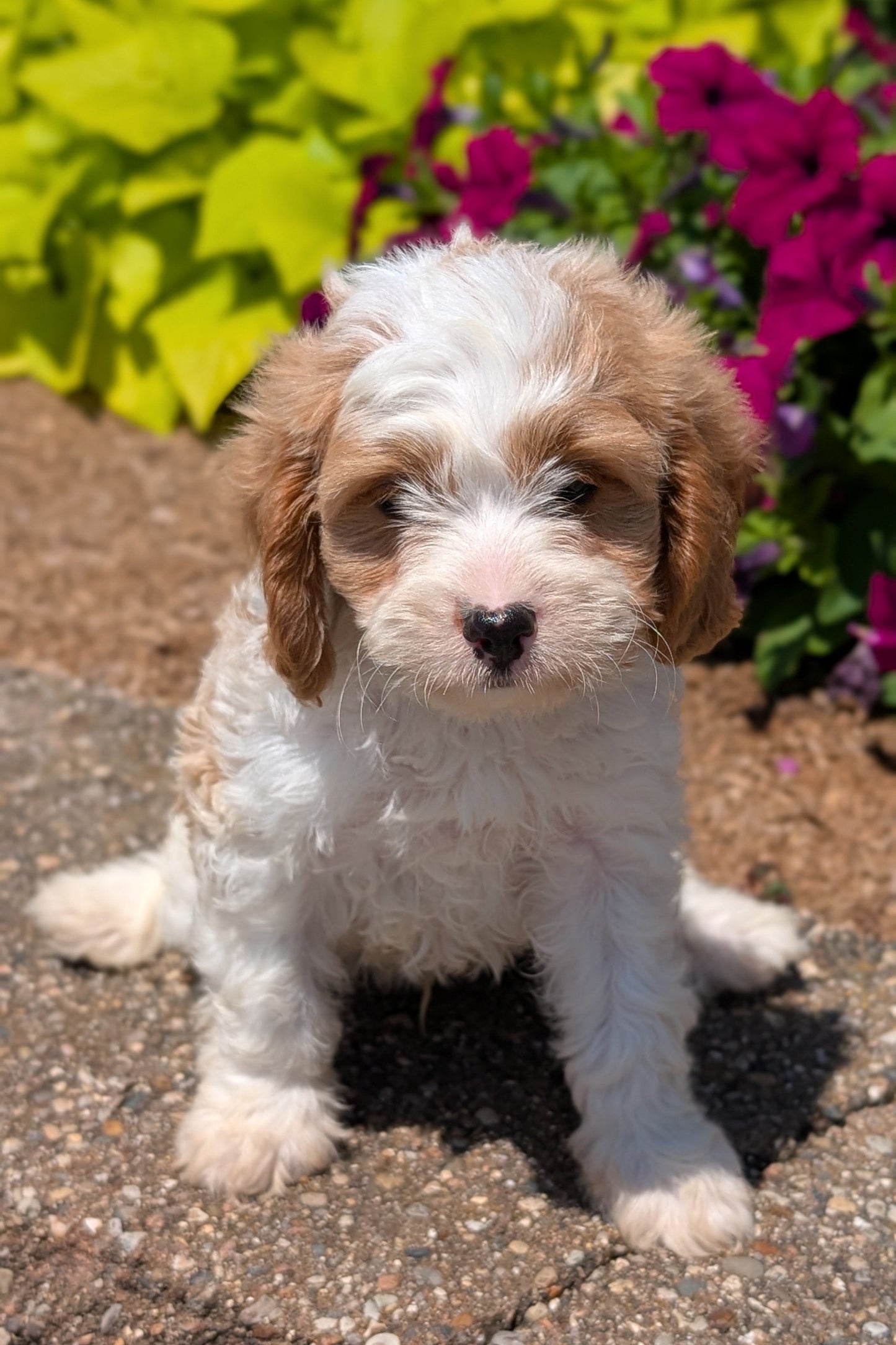 CAVAPOO (MAY 18) MALE